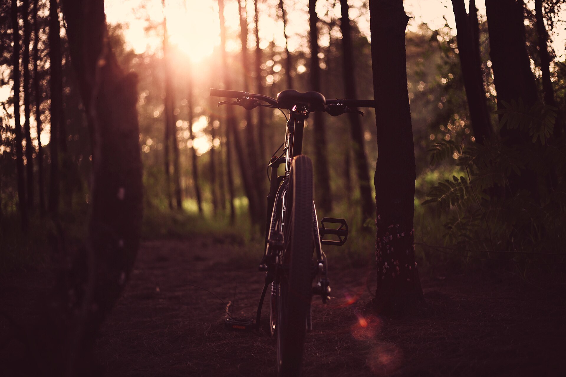 Bicycle in Vietnam forest trail (Unsplash)